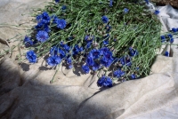 http://www.juliehauber.fr/files/gimgs/th-41_Gaetan_001-34 Com.jpg